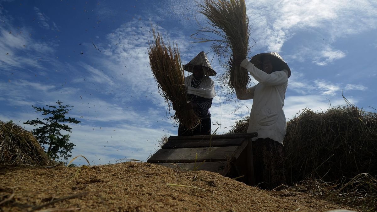 Inovatif! Bobibos, Bahan Bakar dari Jerami Karya Anak Negeri