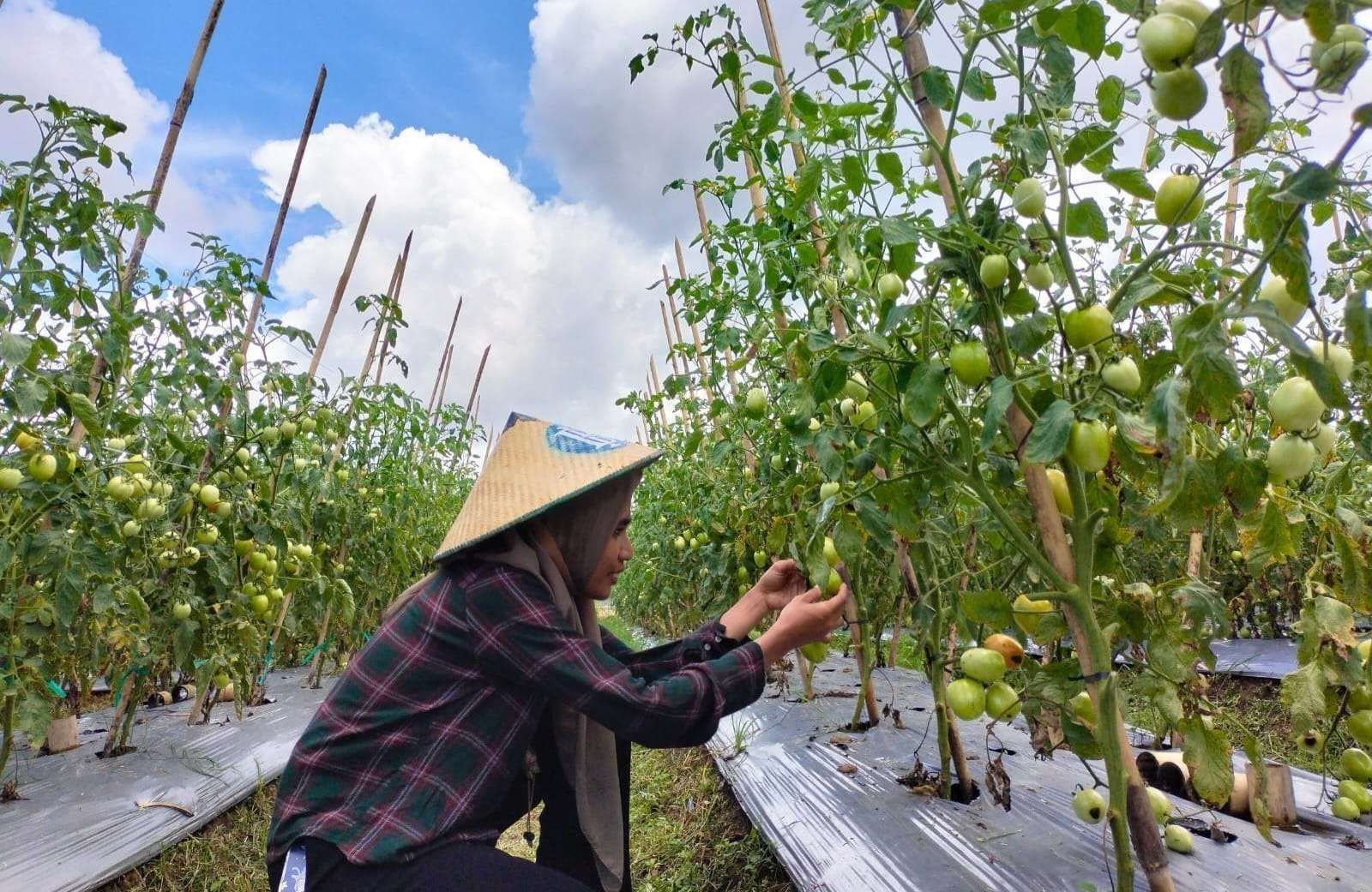 Kepala Daerah Diminta Lakukan Langkah Tertentu untuk Mengendalikan Inflasi Pangan